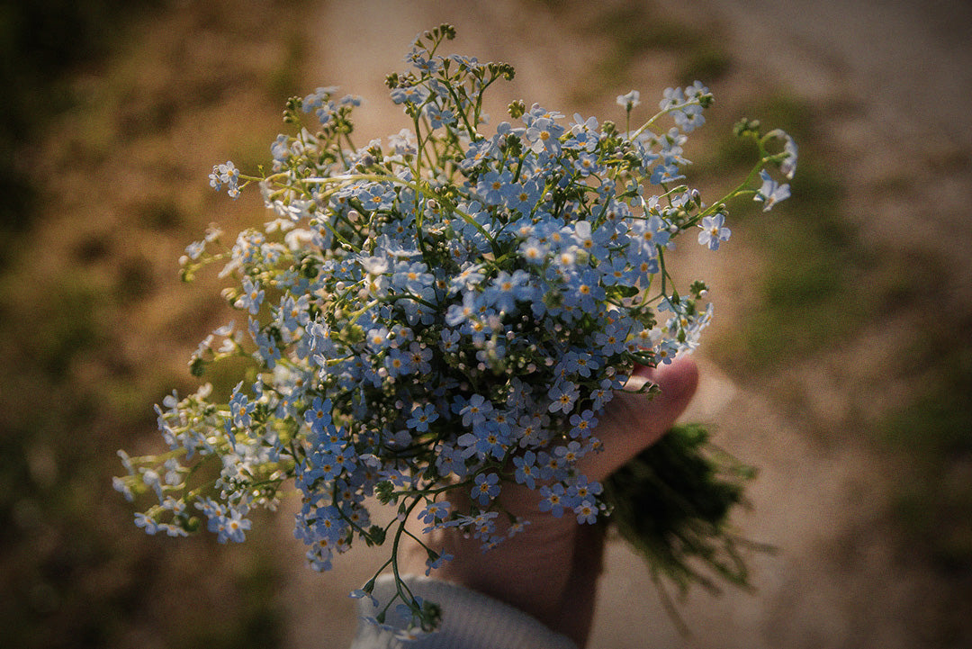 Photograph of a hand holding a bundle of forget-me-not flowers. Photograph has been edited with a slight blur and grain with a vignette to the edges. Original photography by Julia Zyablova on Unsplash