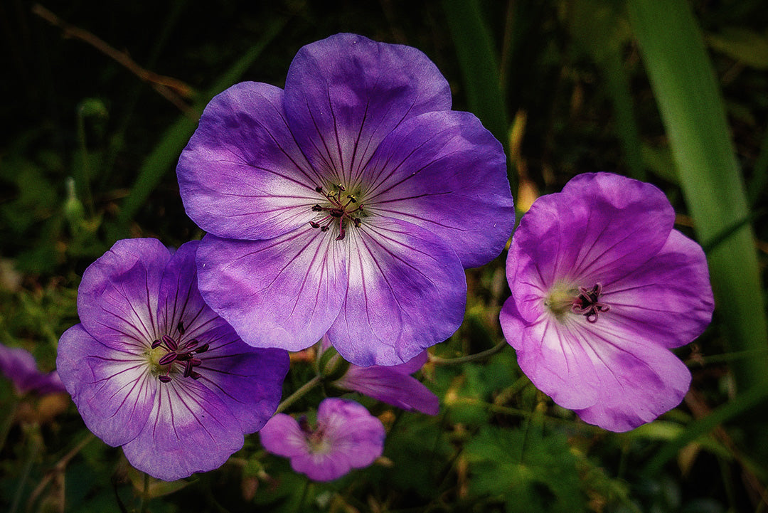 Photograph of 3 purple viola flowers. Photograph has been edited with a slight blur and grain with a vignette to the edges. Original photography by Jeffrey Hamilton on Unsplash