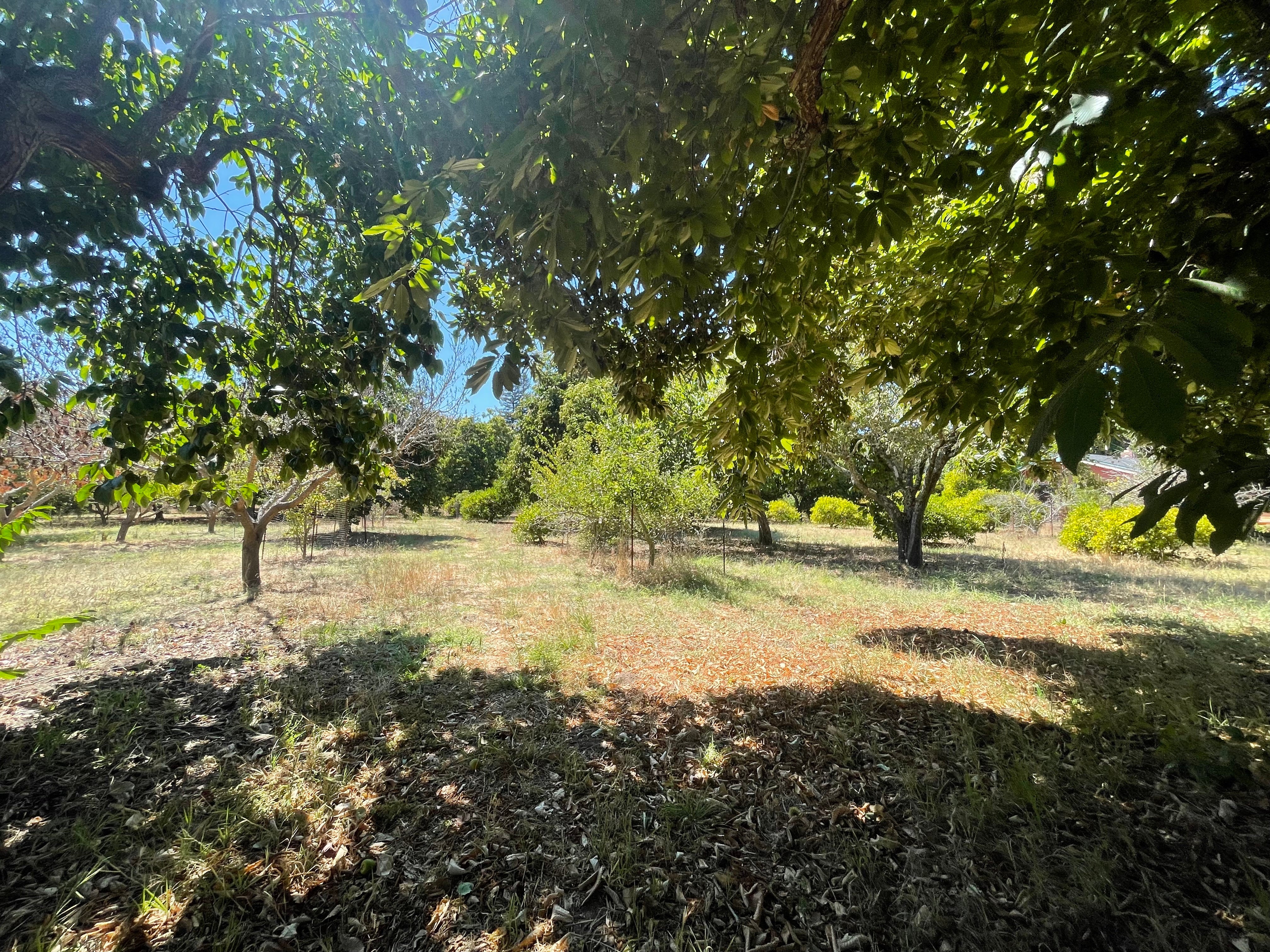 Landscape photo of Monte Verde Orchard