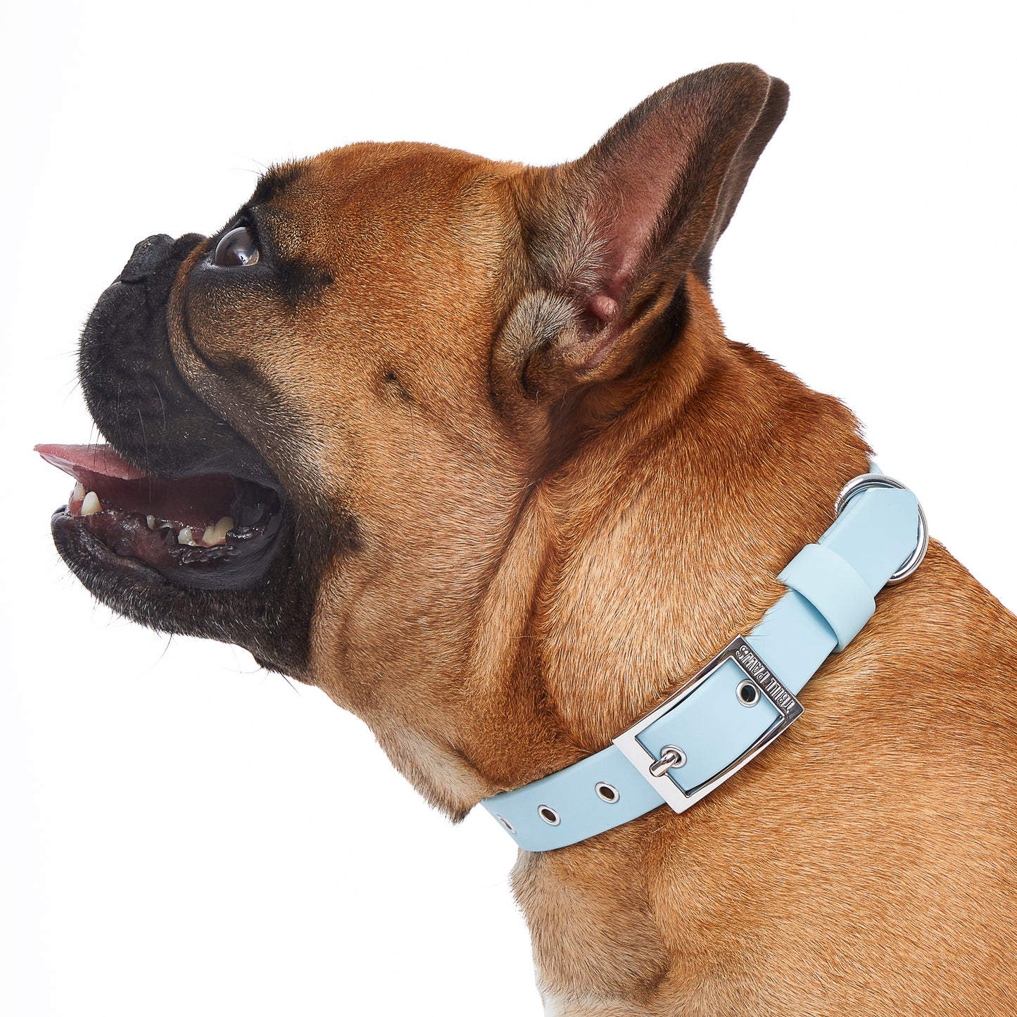 Personalized French Bulldog Collar – frenchie Shop