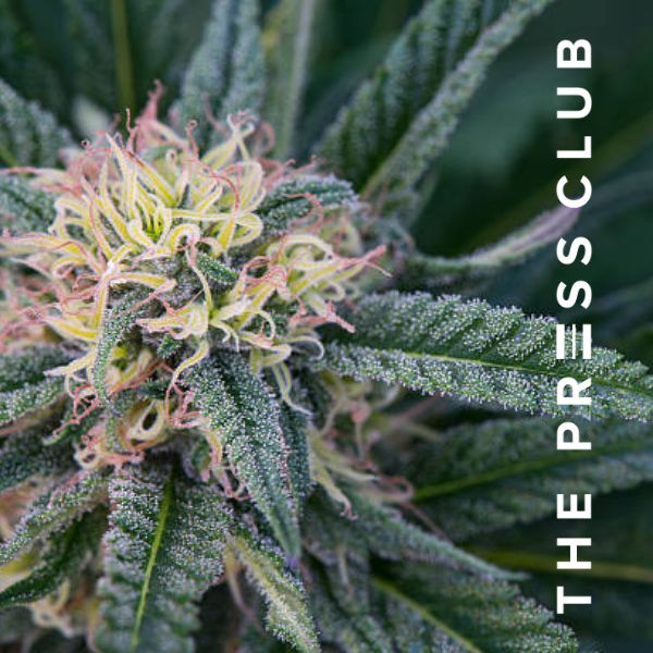 THE PRESS CLUB CANNABIS FLOWER 101 HOW TO TELL GOOD AND BAD FLOWER FOR WASHING BUBBLE HASH