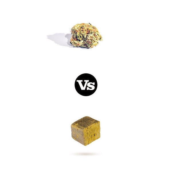 THE PRESS CLUB FLOWER ROSIN VS HASH ROSIN 