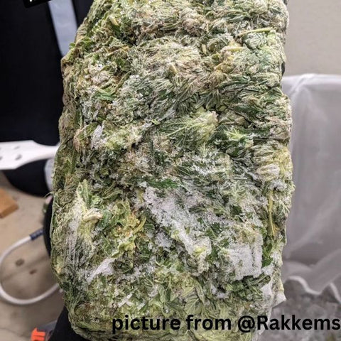 THE PRESS CLUB HOW TO PROPERLY PACKAGE AND STORE FRESH FROZEN CANNABIS