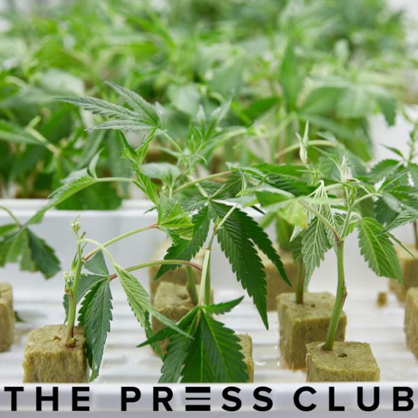 THE PRESS CLUB HOW TO TAKE CANNABIS CUTTINGS