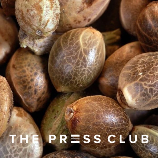 THE PRESS CLUB HOW TO TELL IF CANNABIS SEEDS ARE GOOD OR BAD