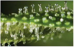 How to find Cannabis is ready for harvest based on Trichome ripeness?