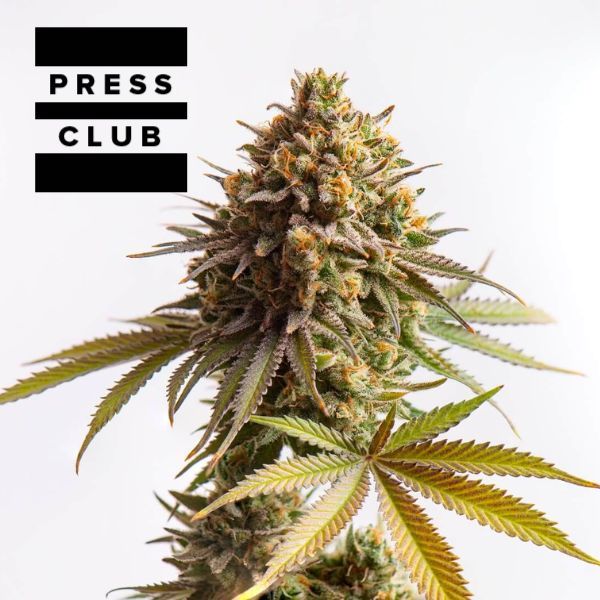 THE PRESS CLUB THE ULTIMATE GUIDE TO CANNABIS COLAS