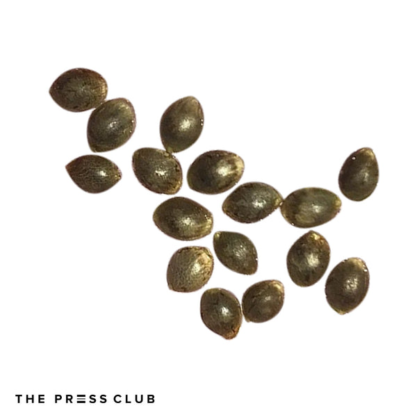 THE PRESS CLUB WHICH CANNABIS STRAINS ARE BEST FOR WASHING BUBBLE HASH