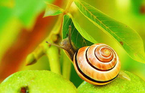 snail mucin