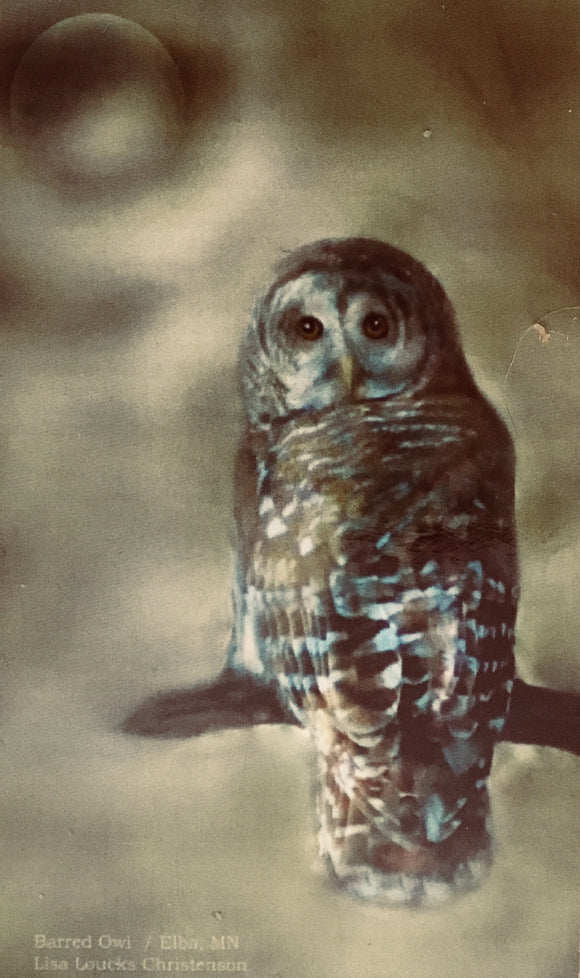 Barred Owl