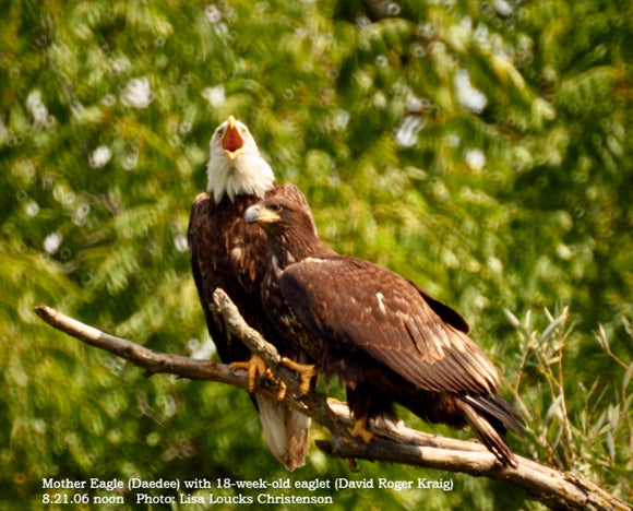 Mother Eagle with Her Immature