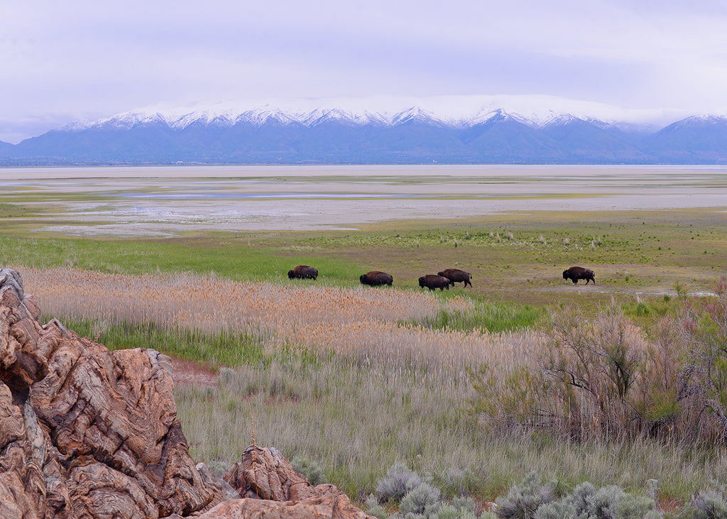 Bison at Antelope Island in Utah 