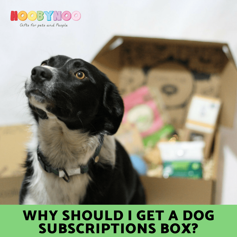 dog subscriptions