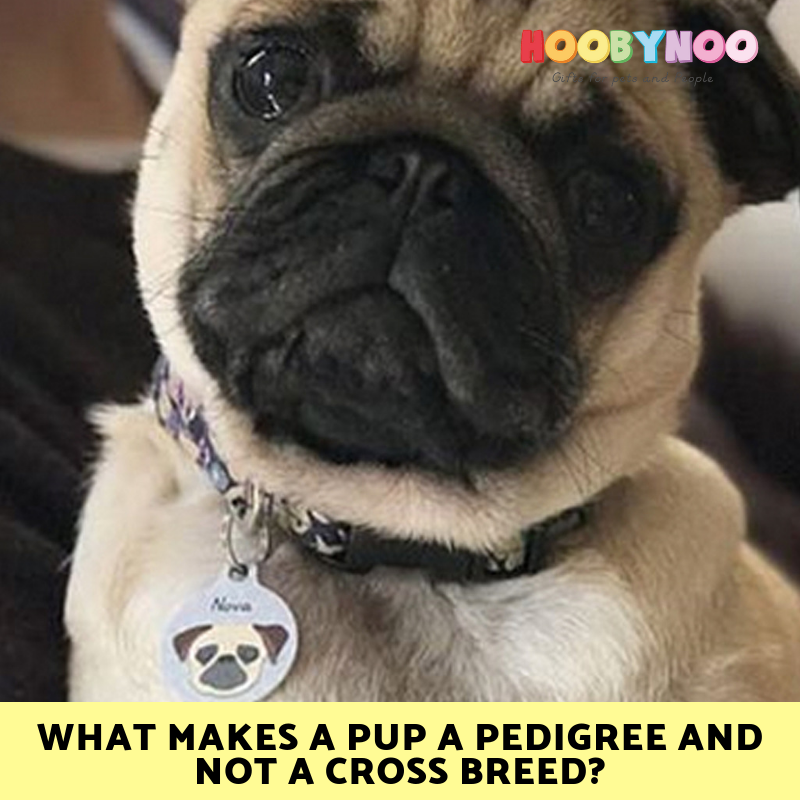 are pugs a cross breed