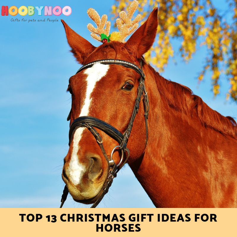 christmas horse picture ideas