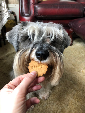 national dog biscuit day
