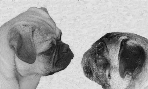 old pug breed and the current pug breed