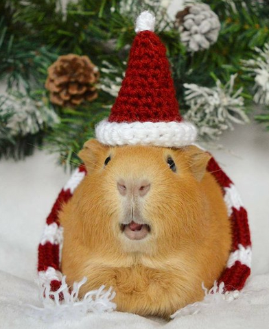 guineapig dressed in woolly hat and scarf 