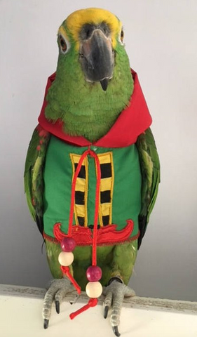 parrot in elf hoodie 