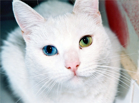 two colour eyed cat 