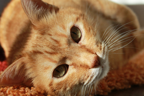 ginger tabby cat snoozing