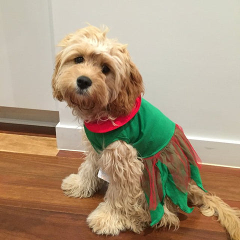 dog dressed as santas little helper 