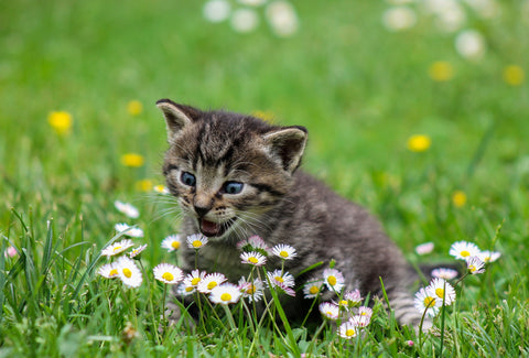 Kitten meowing amongst some daisies