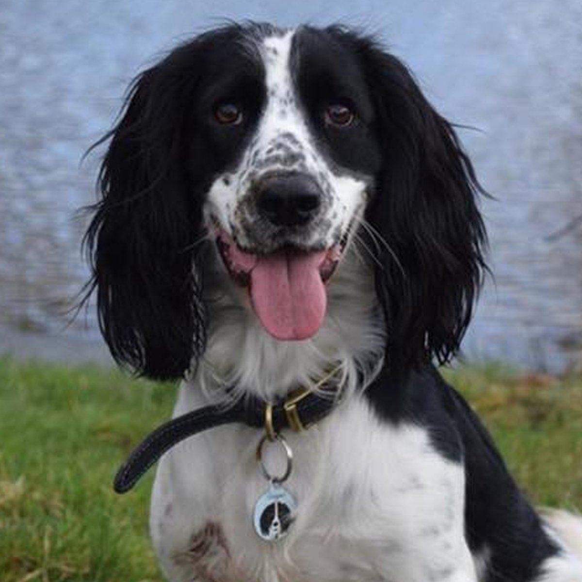 Springer Spaniel Pet Id Tag