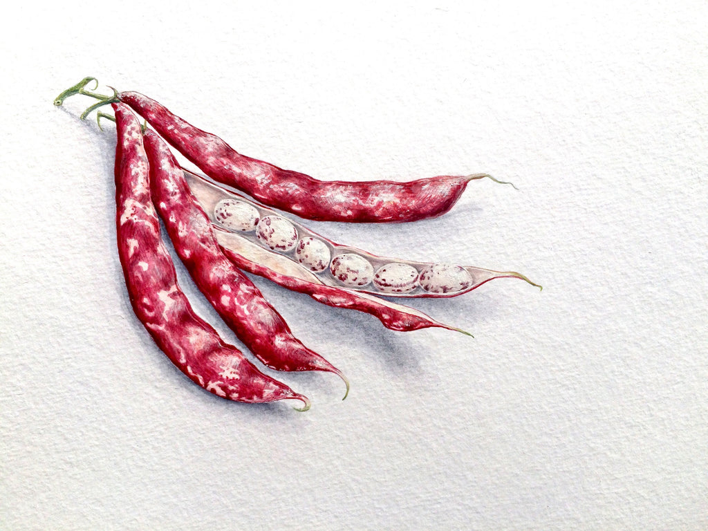 Frahm jacket anna koska beans illustration