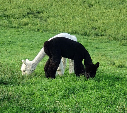 alpaca misty holding