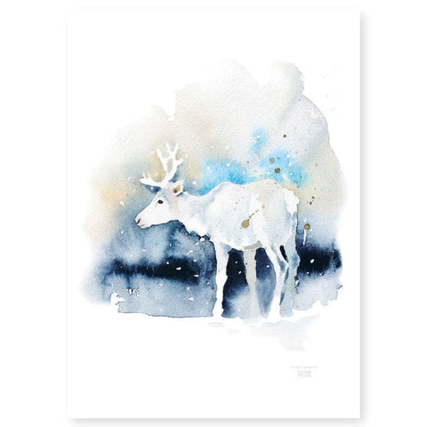 Reindeer poster White, a native of Lapland
