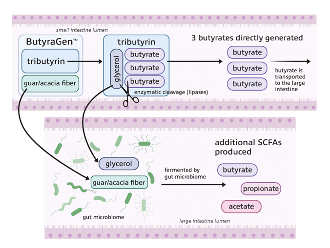 postbiotic supplement