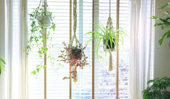 A large window with 3 hanging plants in front of it.