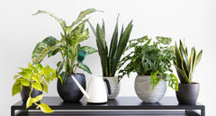 5 different indoor plants sitting on a table with a watering can in front.