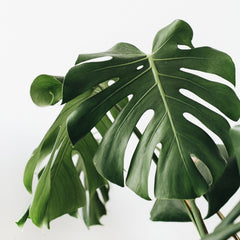 Close up of a few Monstera leaves.