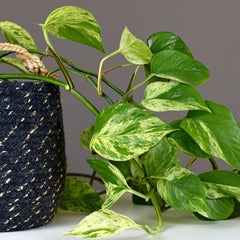 Pothos plant close up in a black and white woven plant holder.