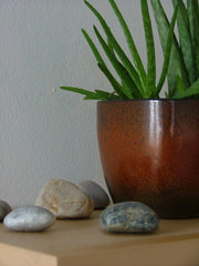 Aloe plant with rocks next to its base.