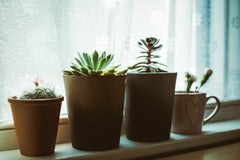 4 small plants sitting on a window ledge in terracotta pots, the last plant is in an old mug.