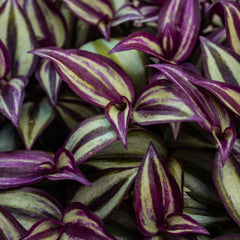 Close up of the Wandering Jew plant, it's leaves are green with purple striations.