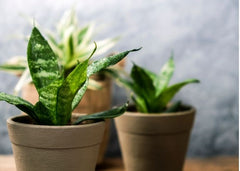 3 indoor plants in pots