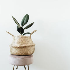 Rubber plant in a wicker basket sitting on a stool against a plain wall.