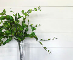 White shiplap walls with a green plant in front in a glass vase.