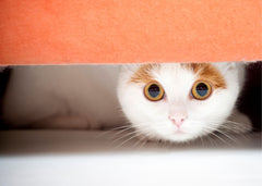 Cat peaking out from under an orange sofa.