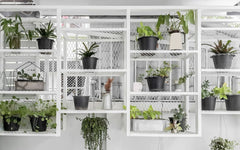 A wall of various house plants hanging on a white metal shelving unit
