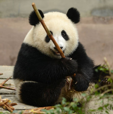 A Pandas at the Chengdu Panda Base