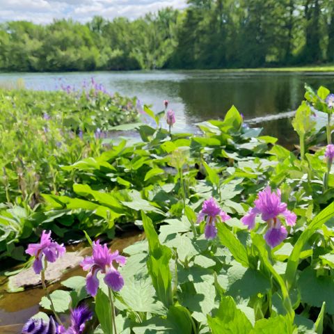 A vibrant nature scene with water mint, flag iris, and wildlife.