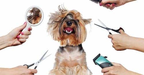 Pet grooming and hygiene