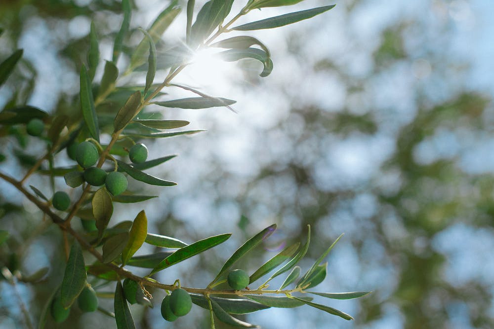 Green olives hang on the branches of an olive tree in the sunlight