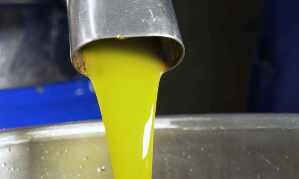 Bright yellow green olive oil freshly extracted from olives, is drained from a stainless steel spout into a barrel. 