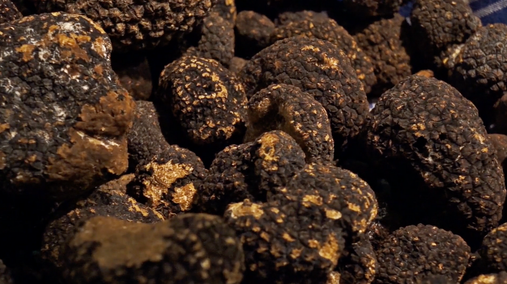 Close up shot of a truffle harvest